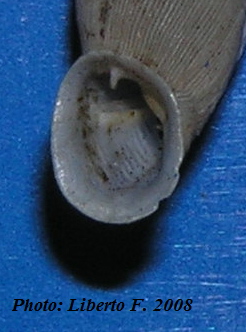 Muticaria macrostoma (Cantraine, 1835)